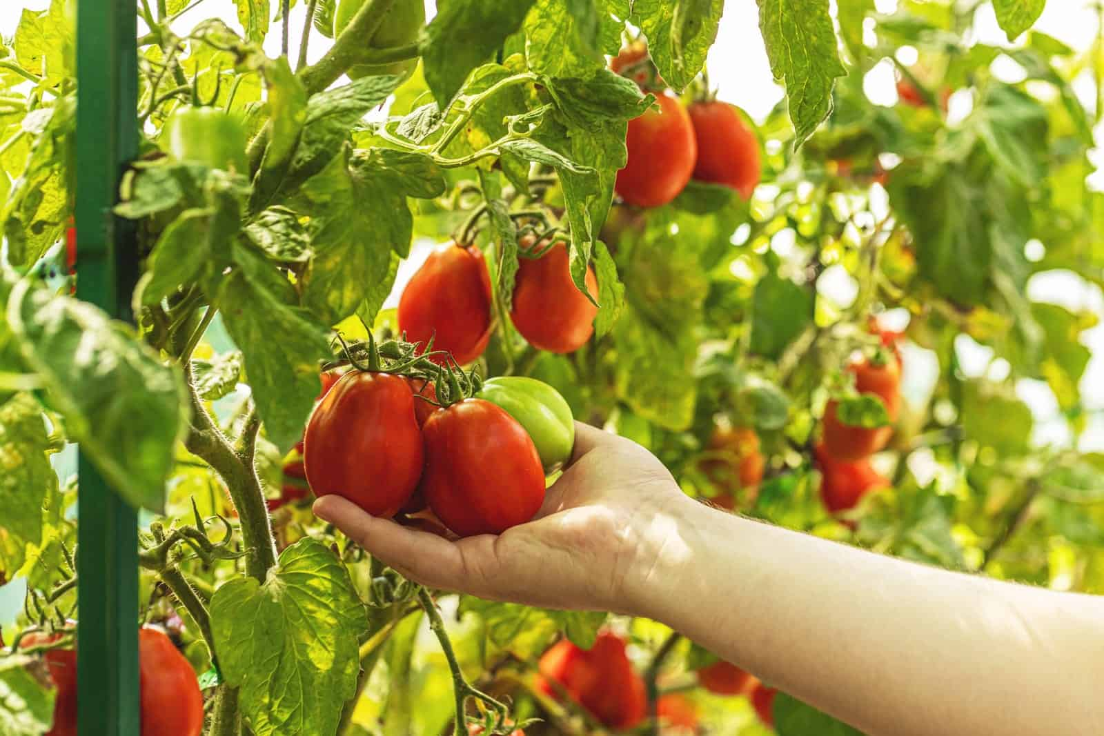 Human holding a tomato